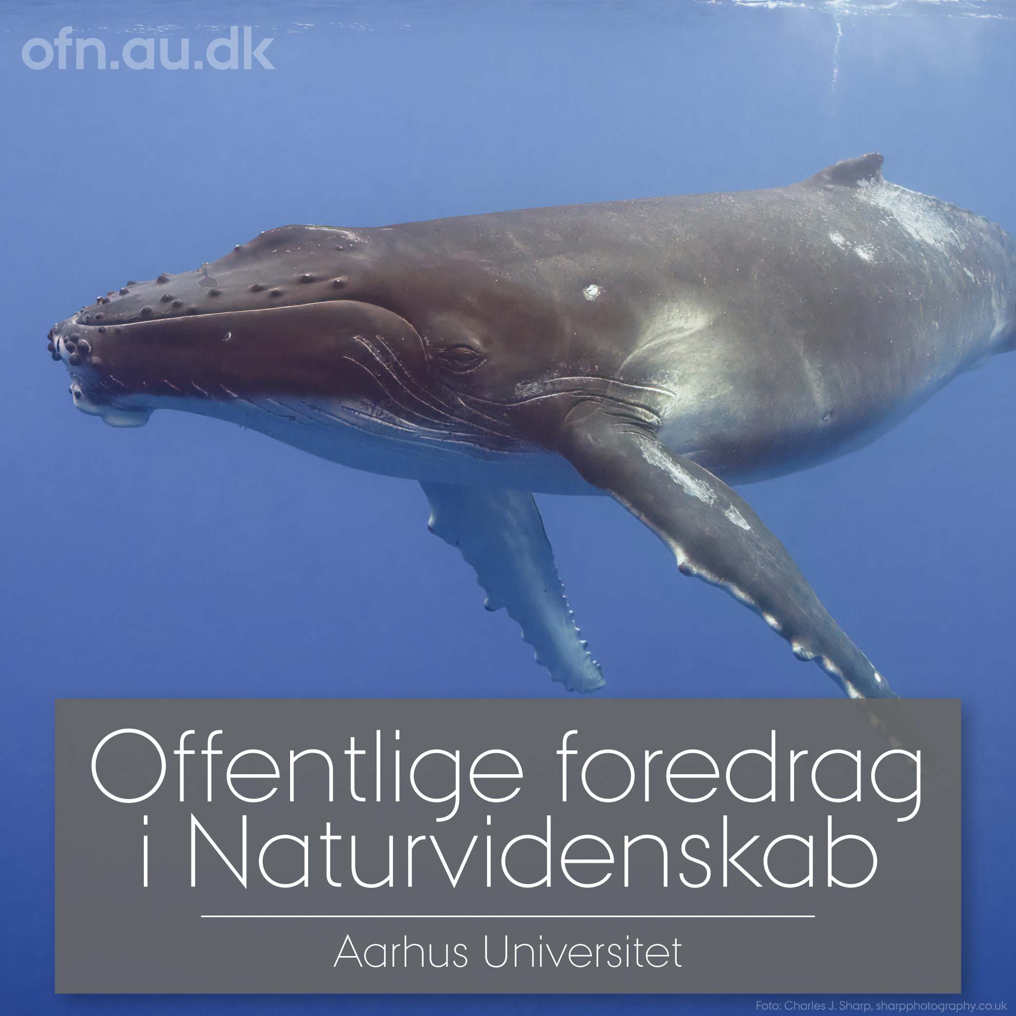 Med havets kæmper på jagt